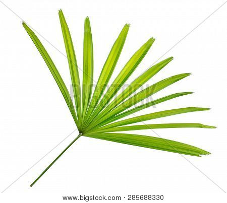 Lady Palm Leaf, Bamboo Palm Or Ground Isolated On White Background