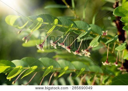 Flower Of Origin Tree Or Phyllanthus Pulcher Flowers Beneath The Leaves With Sunshine To Create A Wa