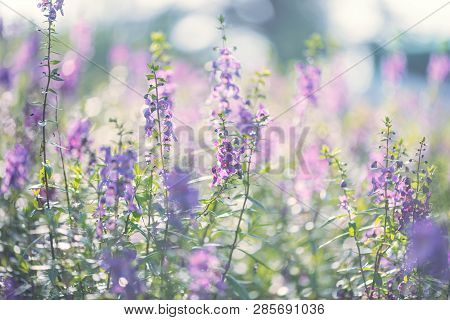 Narrowleaf Angelon Flowers In A Field In Springtime
