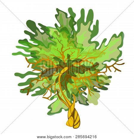 Green Cartoon Algae Isolated On White Background. Aquatic Plants Of Coral Reefs. Vector Close-up Ill