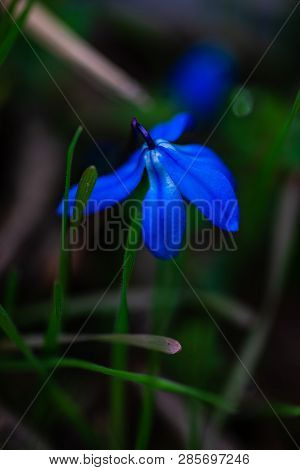 Irst Spring Blue Scilla Siberica Flowers In A Wild Forest