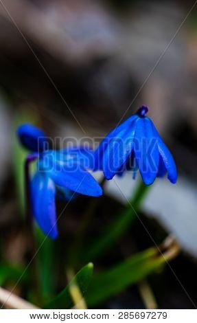 First Spring Flowers