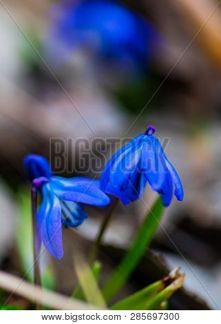 First Spring Flowers