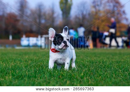 Little Puppy Breed French Bulldog Stands On The Green Grass