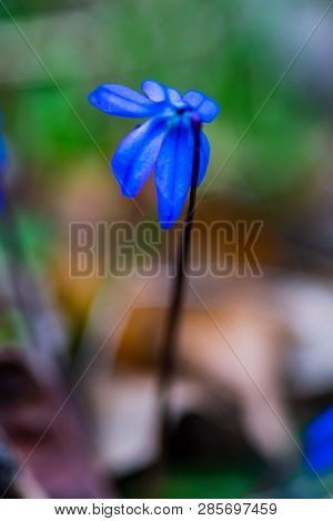 First Spring Flowers