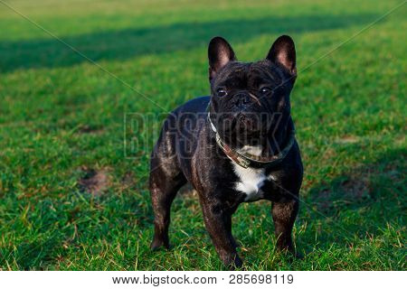 Dog Breed French Bulldog Is Stand On Green Grass