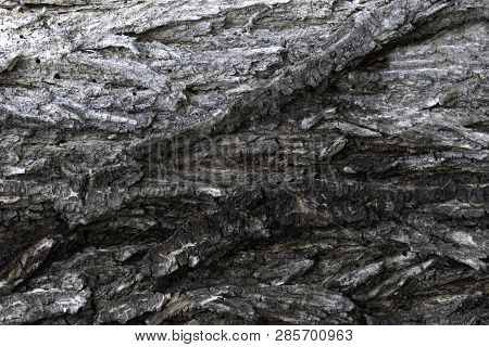 Bark Of An Old Tree Elm For Background