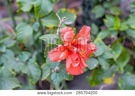 One Chaba Flower (hibiscus Rosa-sinensis) Chinese Rose, Red Color, Blooming During Morning Sunlight.