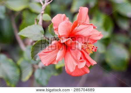 One Chaba Flower (hibiscus Rosa-sinensis) Chinese Rose, Red Color, Blooming During Morning Sunlight.