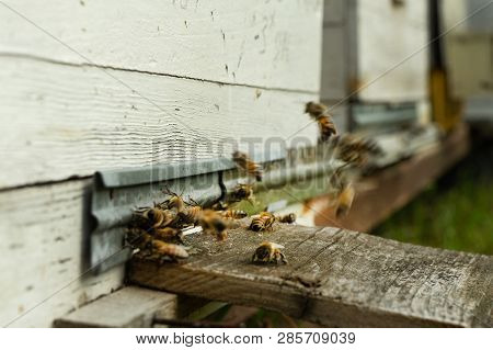 Bees Fly To The Hive And Carry Pollen One After The Other In Summer Days