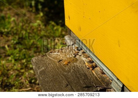 Bees Fly To The Hive And Carry Pollen One After The Other In Summer Days