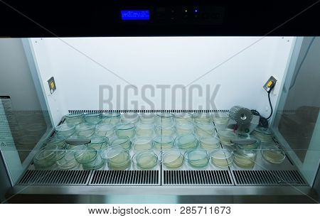 Finished Petri Dishes With Agar In A Laminar Cabinet. Many Petri Dishes.