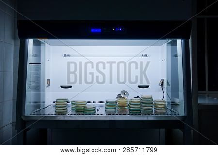 Sterile Microbiological Cabinet With Petri Dishes Inside. Microbiological Safety Cabinets. Large-sca