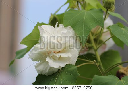 Close Up Of Hibiscus Mutabilis At Park Autumn