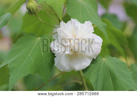 Close Up Of Hibiscus Mutabilis At Park Autumn