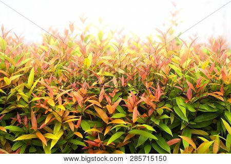 Fresh Tio Vegetable Or Cratoxylum Formosum Leaves In Farm