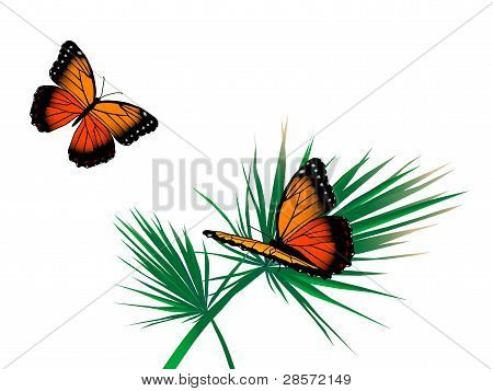Mariposas