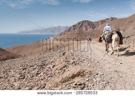 Camel Caravan On A Regular Route Accompanied By A Pair Of Bedouins In The Sinai Peninsula Near Dahab