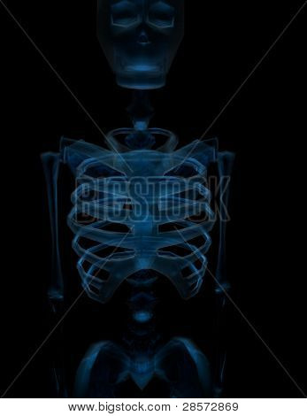 Torso esquelético humano