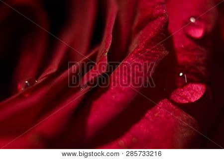 Few Water Drops On The Petels Of A Red Rose, Looking Like Adding Beauty On It