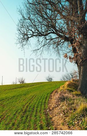 Countyside Landscape, Green Wheat Field And Clear Sky