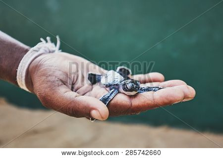 Rescue Of One Day Old Green Turtle. Human Hand Holding Newborn Turtle In Hatchery In Sri Lanka.