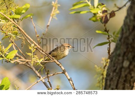 Pine Warbler Setophaga Pinus Perches In A Tree