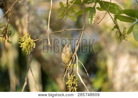 Pine Warbler Setophaga Pinus Perches In A Tree