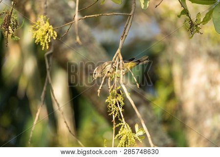 Pine Warbler Setophaga Pinus Perches In A Tree