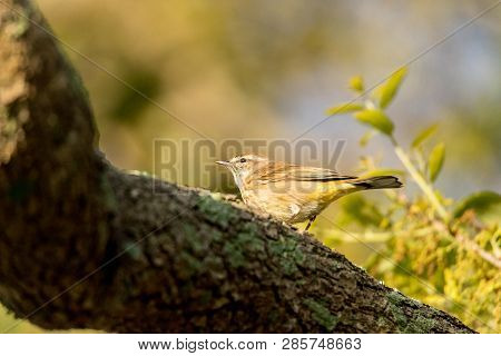Pine Warbler Setophaga Pinus Perches In A Tree