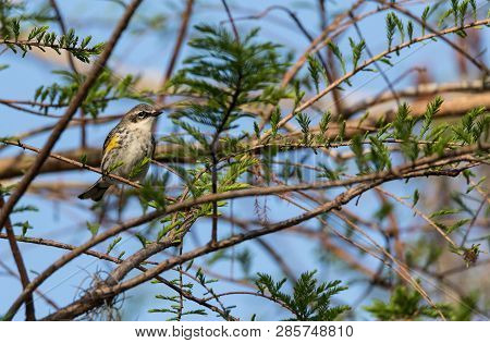 Yellow-rumped Warbler Setophaga Coronata Perches On A Tree