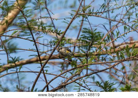 Yellow-rumped Warbler Setophaga Coronata Perches On A Tree