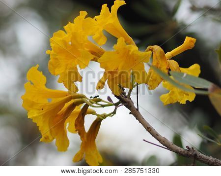 Oleander Apocynaceae Oleander Sweet Oleander Rose Bay Yellow Flower Beautiful In Nature