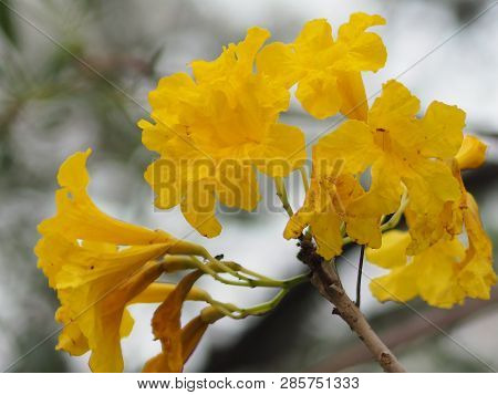 Oleander Apocynaceae Oleander Sweet Oleander Rose Bay Yellow Flower Beautiful In Nature