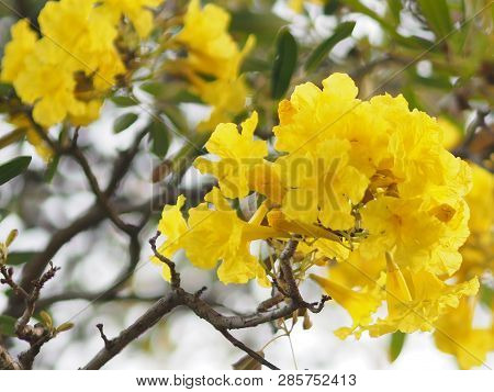 Oleander Apocynaceae Oleander Sweet Oleander Rose Bay Yellow Flower Beautiful In Nature