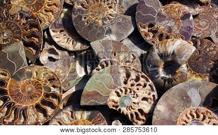 Died-out Cephalopoda Mollusks. Background Of Fossil Ammonites. Polished Half Of Petrified Shells As 