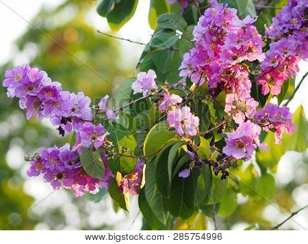 Violet Flower Blossom Lagerstroemia Speciosa Pers Lythraceae Lagerstroemia Beautiful Bouquet In Natu