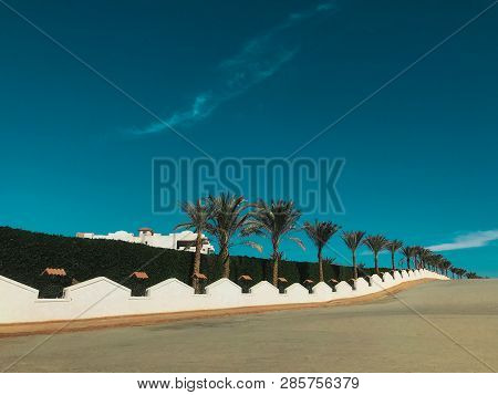 The Palm Trees Planted In A Geometrical Row, Beautifully Leave To The Horizon. Beautiful Summer Land