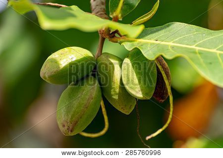 Branch Of Terminalia Catappa Or Indian Almond Tree, Also Known As Tropical Almond Free With Nuts Clo