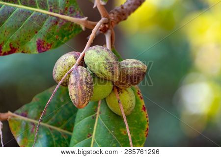 Branch Of Terminalia Catappa Or Indian Almond Tree, Also Known As Tropical Almond Free With Nuts Clo