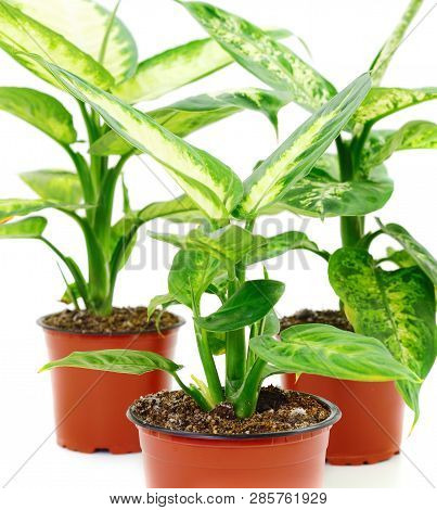Dieffenbachia Or Dumbcane Isolated On White Background In Flower Pot