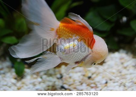 Red And White Oranda Gold Fish
