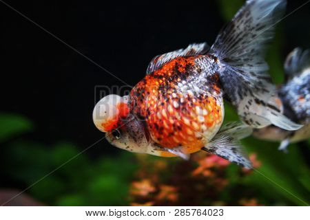 Calico Crown Pearlscale Gold Fish