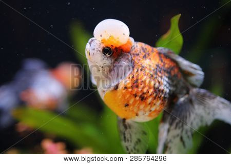 Calico Crown Pearlscale At The Pond