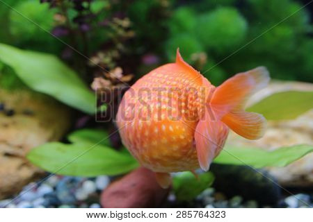 Golf Ball Peralscale Gold Fish