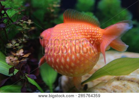 Golf Ball Peralscale Gold Fish
