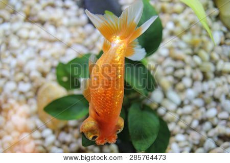 The Gold Fish At Pond