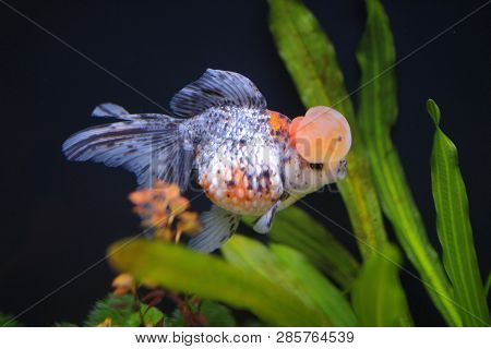 Calico Crown Pearlscale Gold Fish
