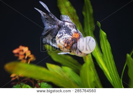Calico Crown Pearlscale Gold Fish