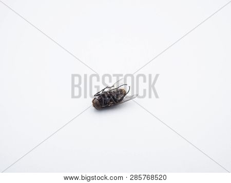 Close - Up Of A Dead Common Housefly (insect) Isolated On A White Background.